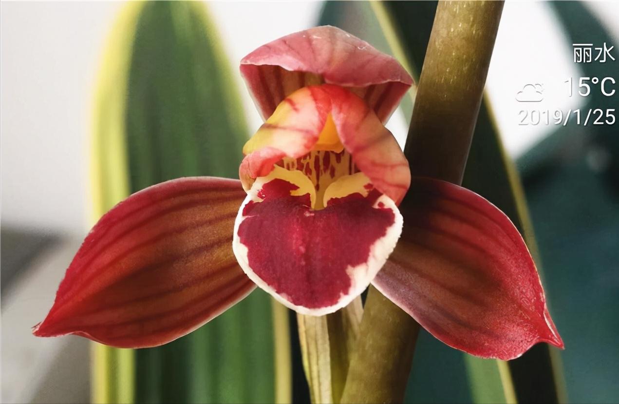 金边墨兰红神荷怎么养才开花,墨兰红太阳带花苞