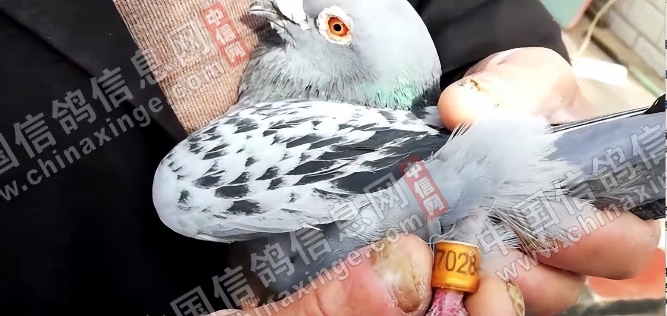 宁镇扬大赛,宁镇扬足球邀请赛