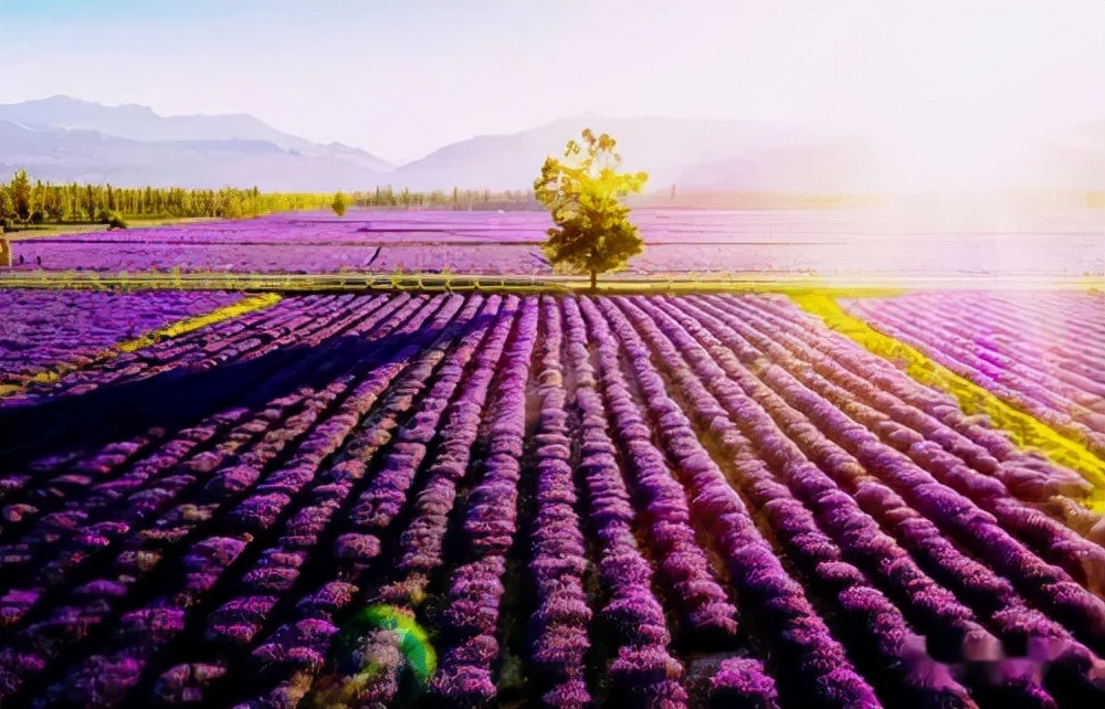 中国熏衣草之乡伊犁霍城县,大美新疆伊犁熏衣草