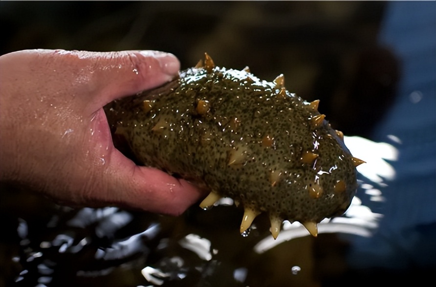 299一斤即食海参怎么样,督王府即食海参在石家庄在哪有卖