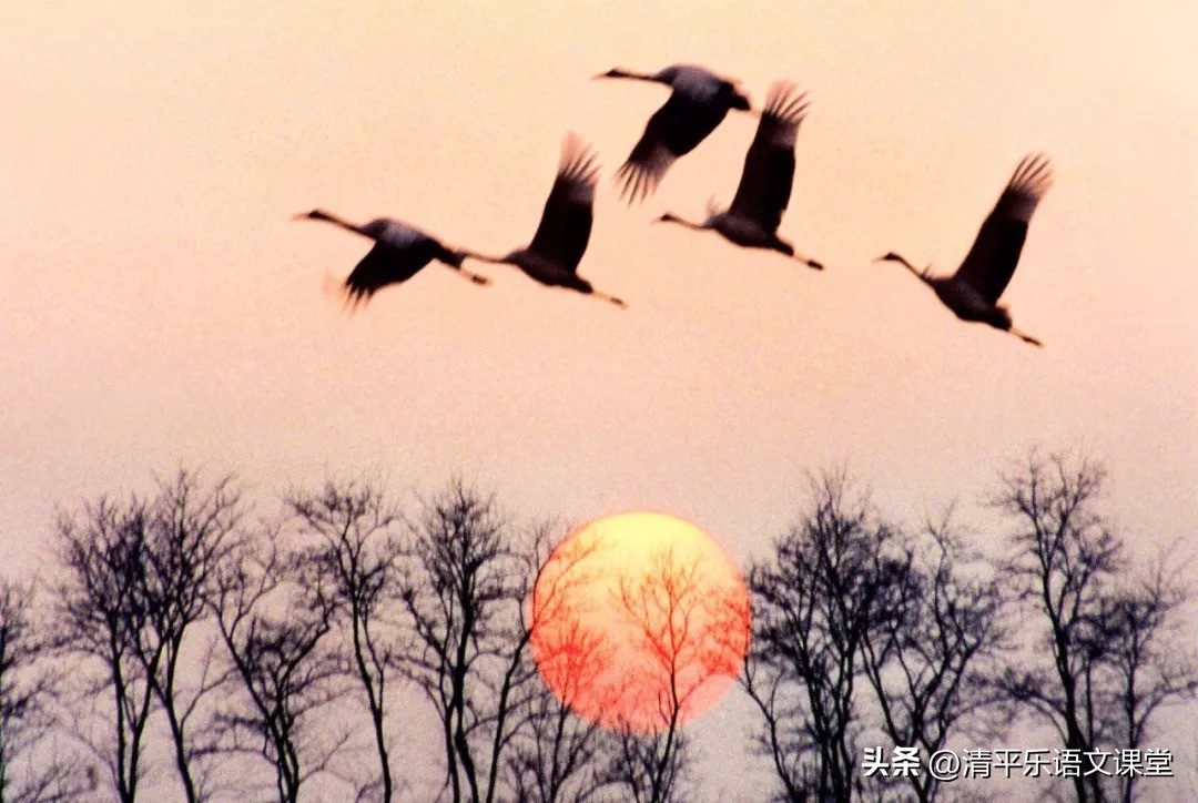 蒹葭原文及翻译八年级下册,蒹葭古诗鉴赏中考题