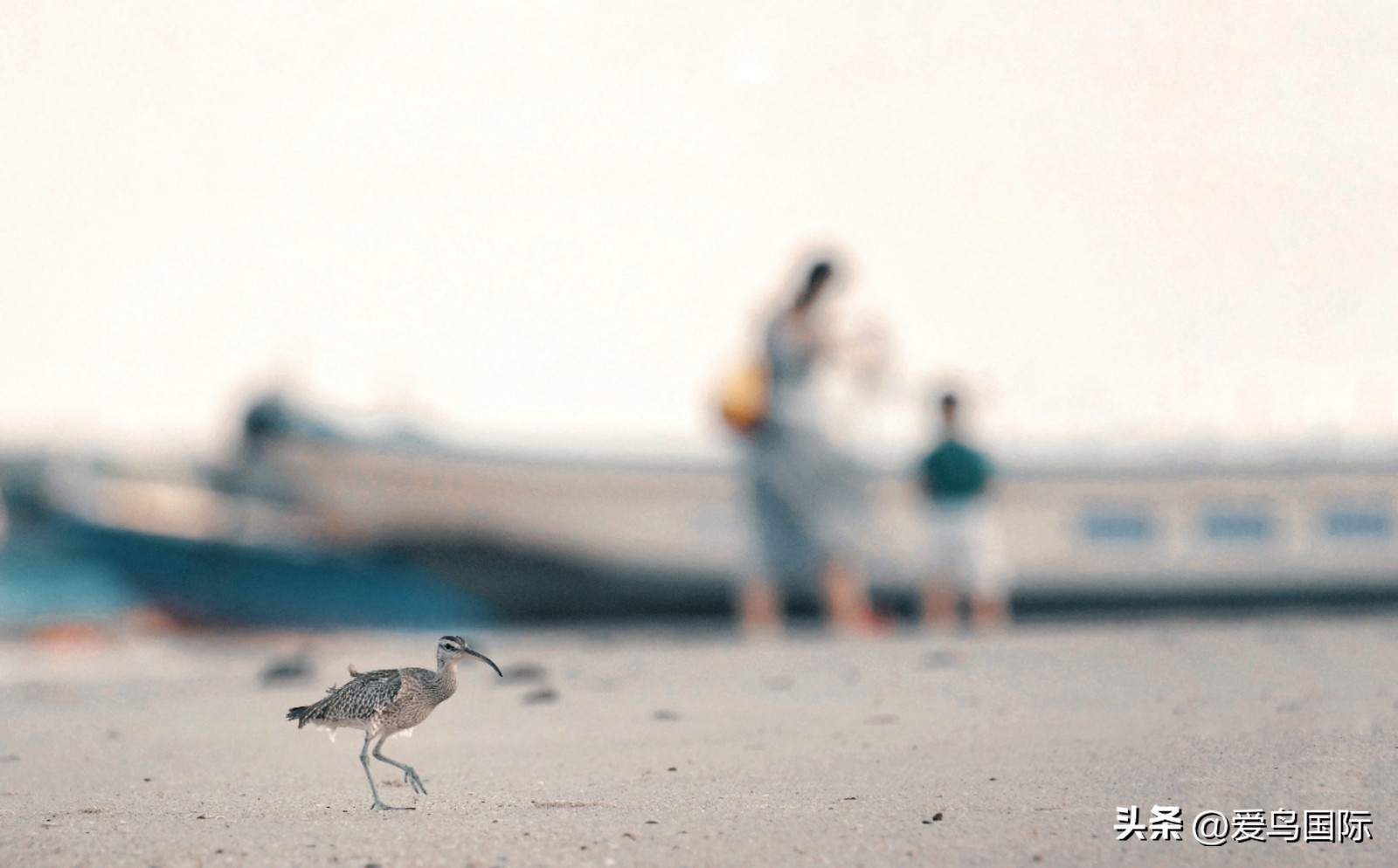 2024观鸟大年,观鸟大年介绍