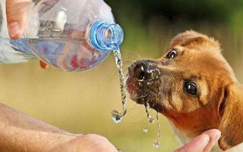 夏季来临狗狗中暑知识早知道,高温天气来袭该如何防止狗狗中暑