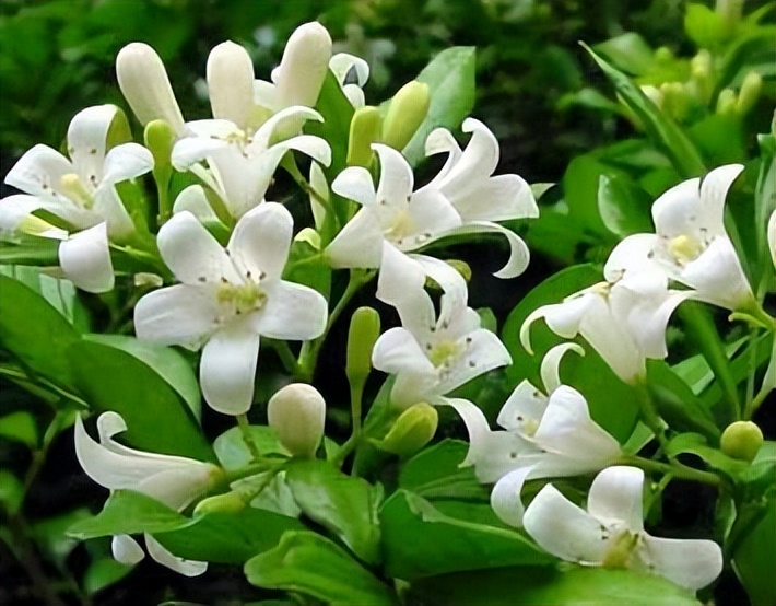 家中驱蚊草,驱蚊草真能赶走蚊子吗