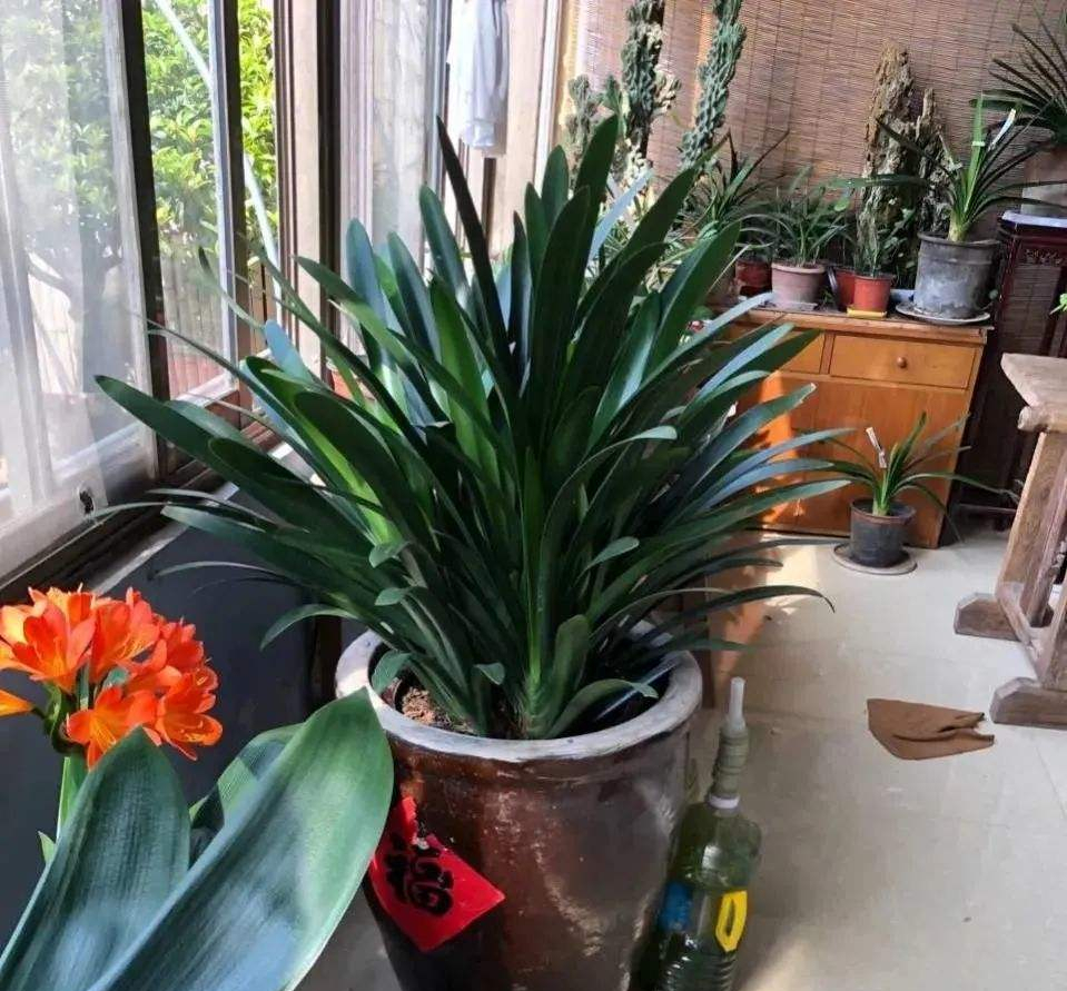 君子兰怎么养才能长得快又茂盛,君子兰怎样才能养出精品