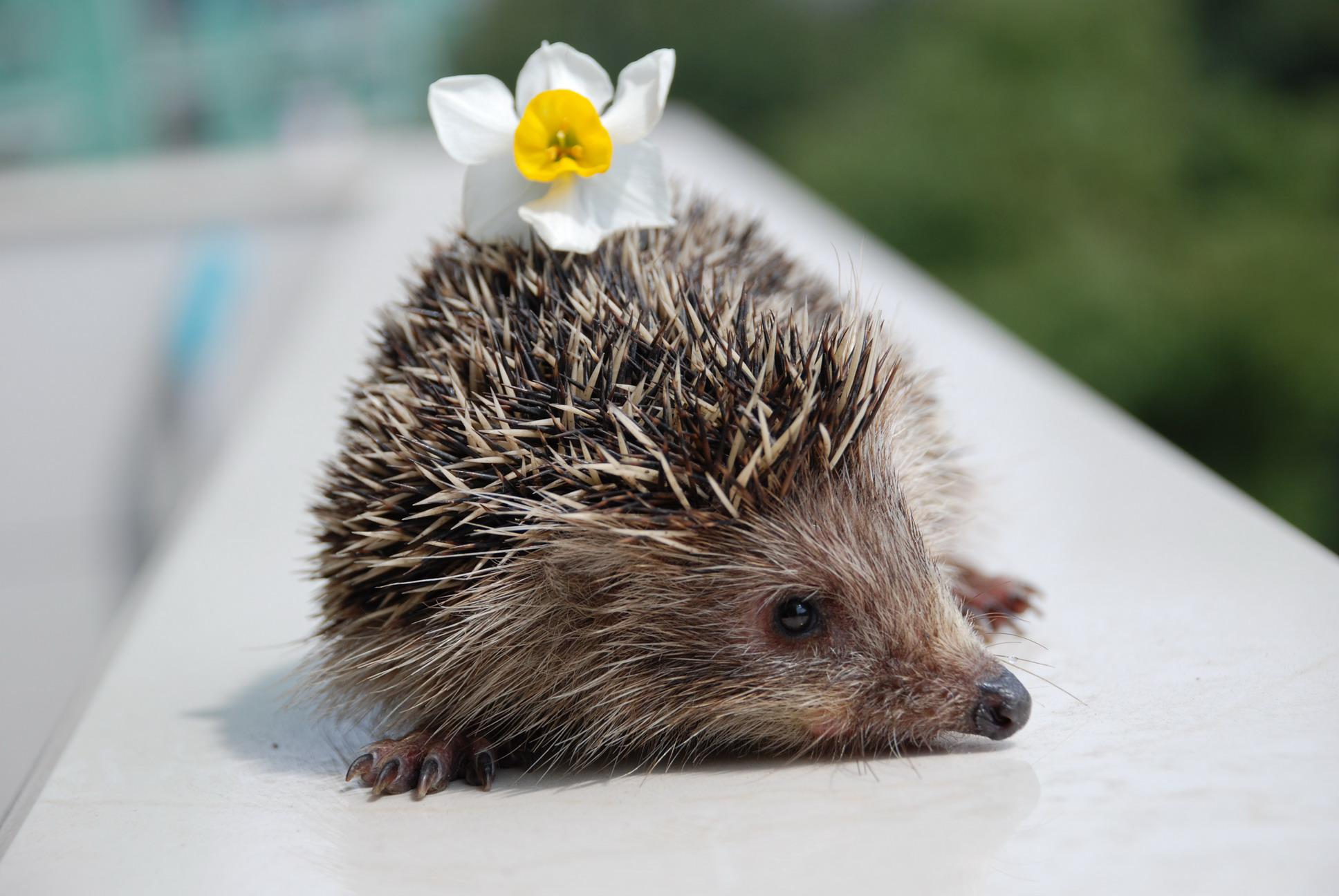 除了猫狗还有哪些适合家养的宠物,除了猫狗可以养别的什么宠物