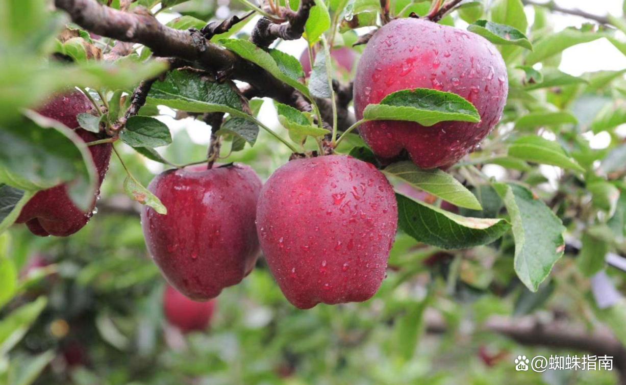 地理标志保护产品名单,中国地理标志产品名单查询官网