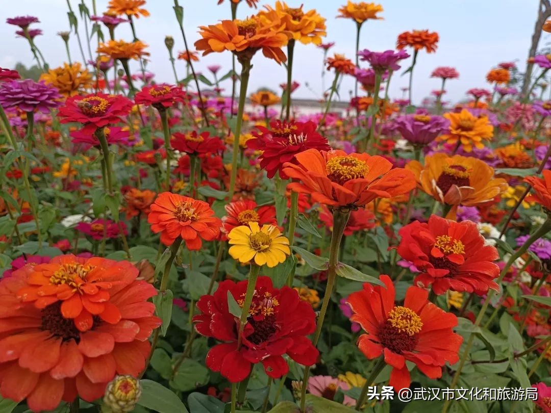 花朝河湾邀您来赏花,花朝河湾旅游景区本地人要门票吗