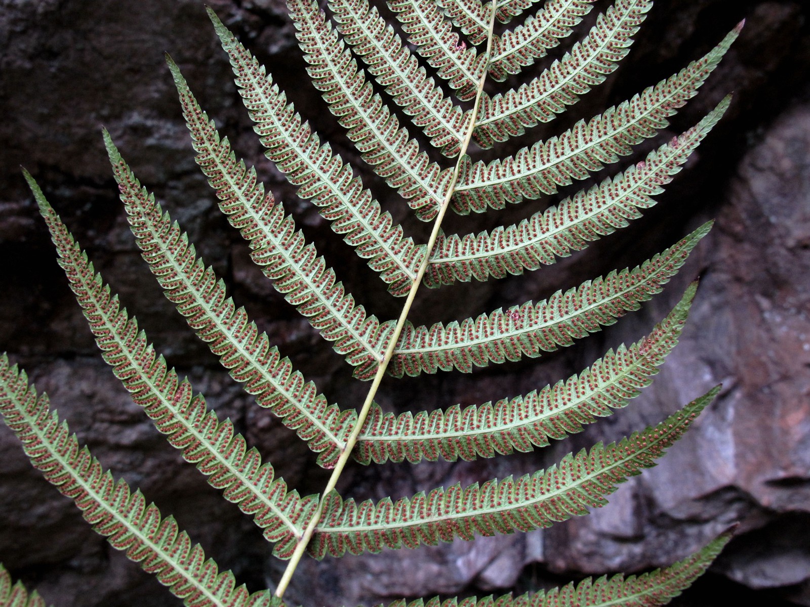 宁波的五龙潭,宁波五龙潭森林公园