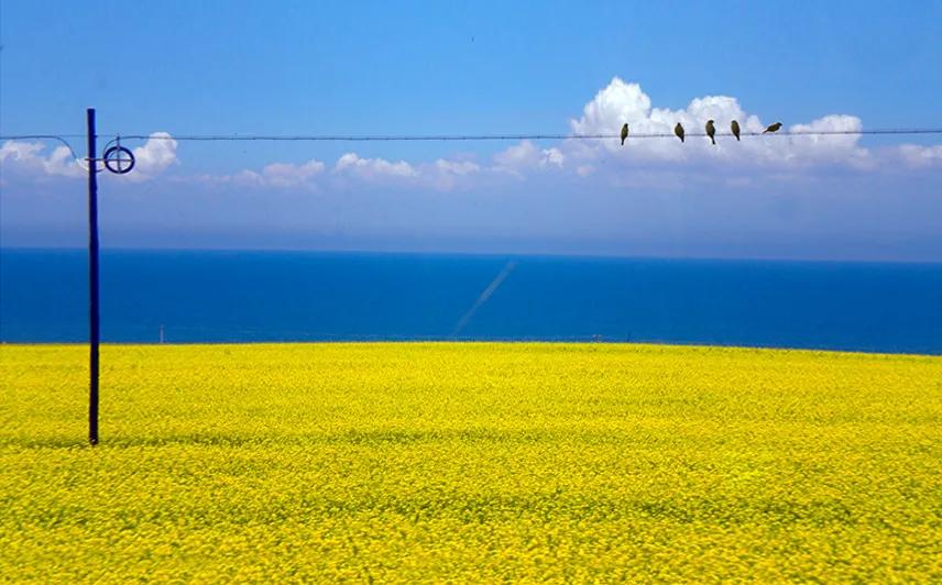 夏天哪里看油菜花最美,夏天去哪里看油菜花最好