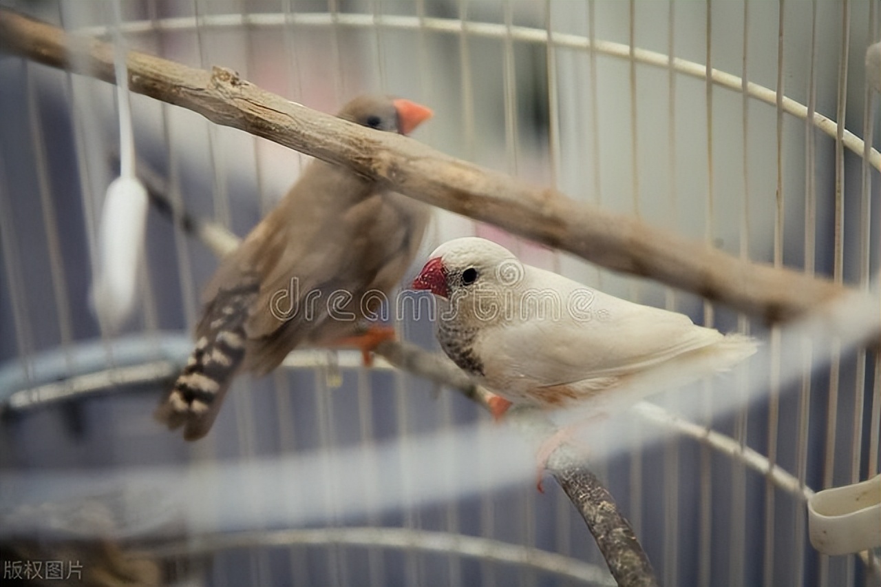 鹦鹉啄羽症治疗方法,小太阳鹦鹉啄羽怎么回事