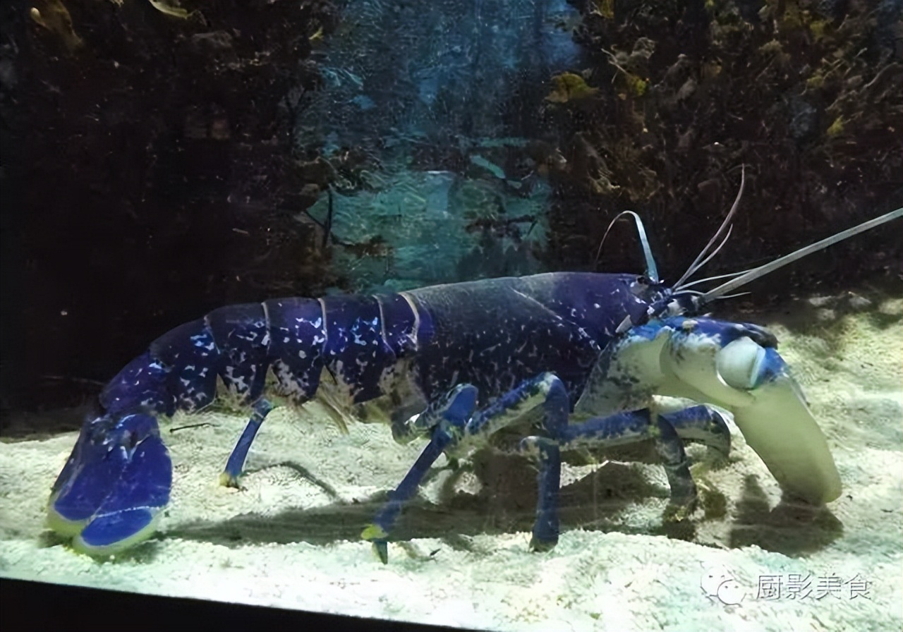 最贵年夜饭排行榜,最贵年夜饭人均8000元