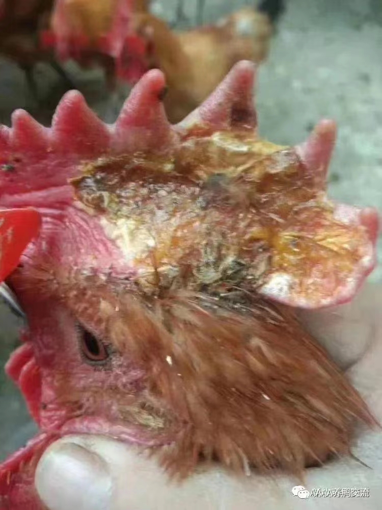 公鸡冠癣的最佳治疗方法,鸡身上长癣怎么治疗最好