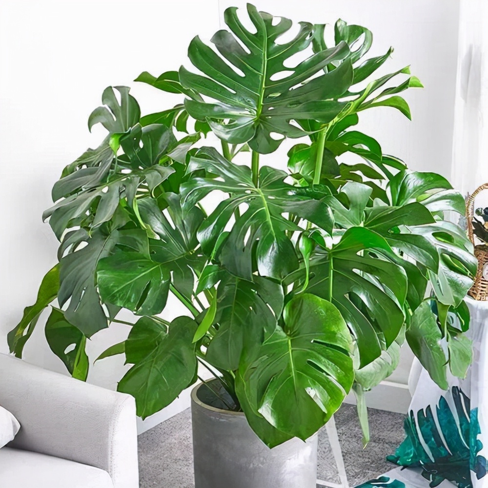 十种花不宜在室内养,这4种花最好别养在室内