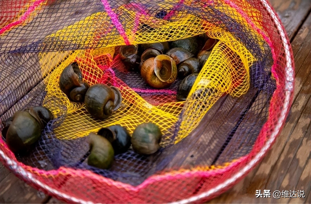 外来生物入侵鳄雀鳝怎么出现的,图说外来入侵物种鳄雀鳝