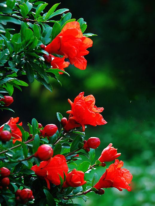 清明期间开的野花有哪些,清明节野花