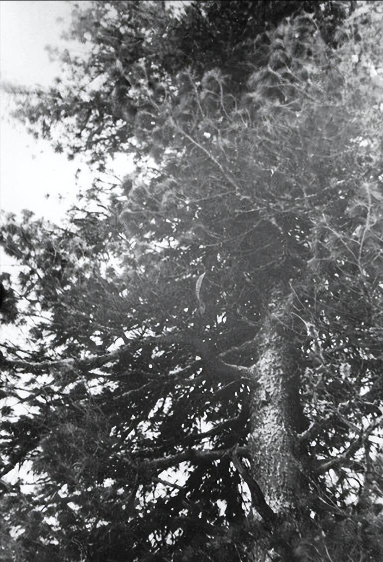前苏联迪亚特洛夫登山事件,迪亚特洛夫登山视频