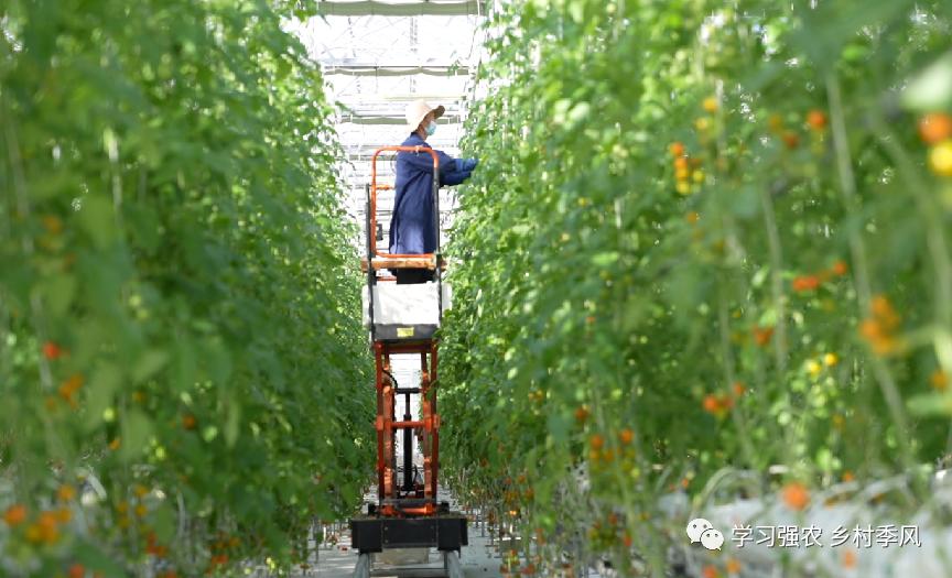 比西瓜甜的小番茄,比西瓜还甜的甜心