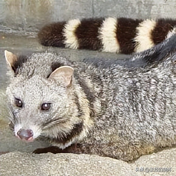 灵猫属于什么猫,长尾灵猫是猫科动物吗