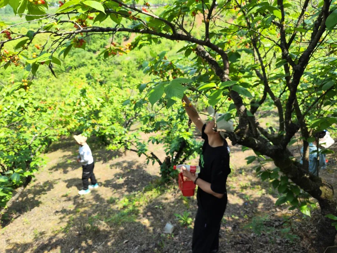 西乡县茶叶镇樱桃采摘,陕西汉中哪里可以摘樱桃