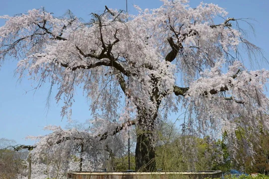 2023日本樱花什么时候开花,2023年日本樱花开放预测