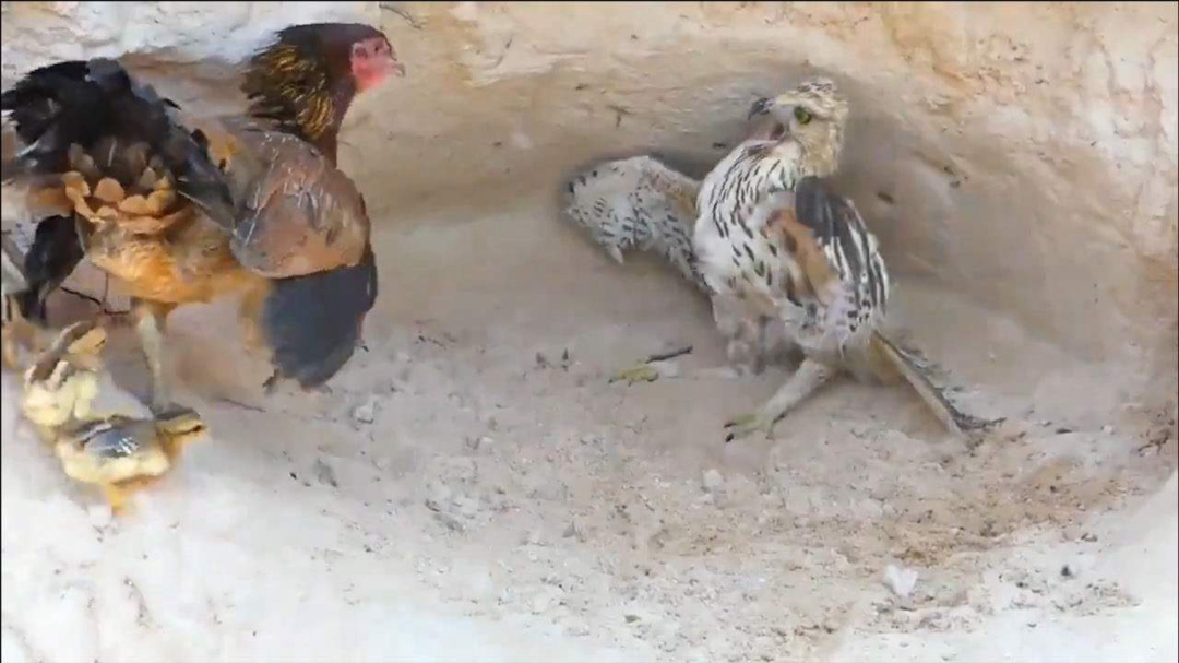 母鸡打鸣为什么会被杀,为什么公鸡打鸣母鸡不打鸣呢