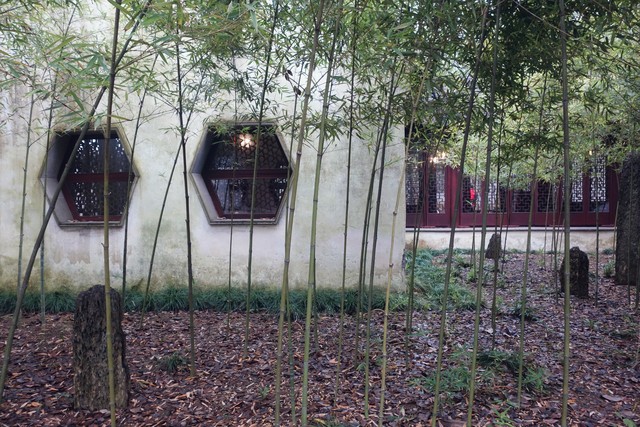 罗汉竹盆景,罗汉竹