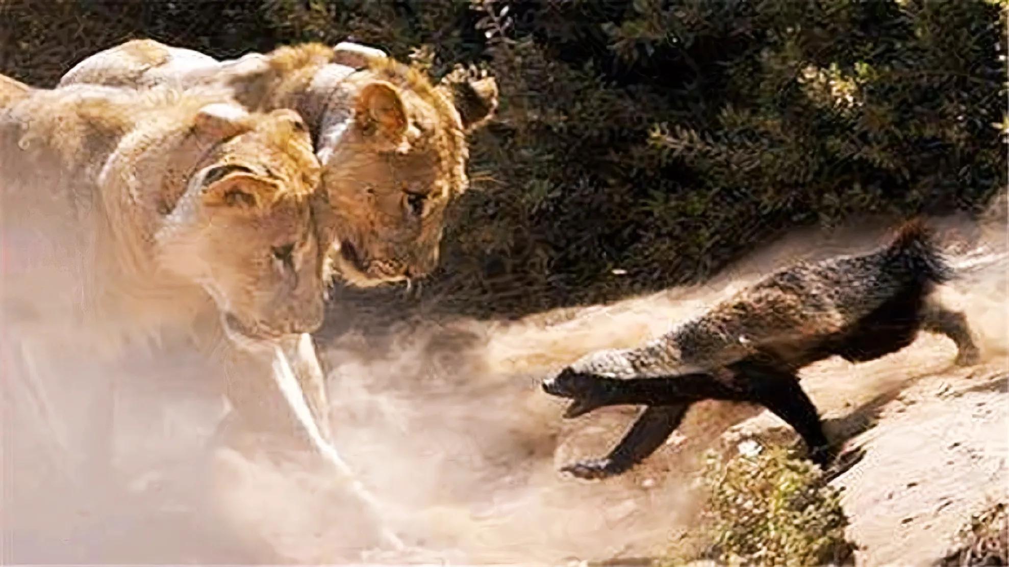 蜜獾不大但敢与狮子鬣狗抗衡,蜜獾的撕咬能力和防御能力