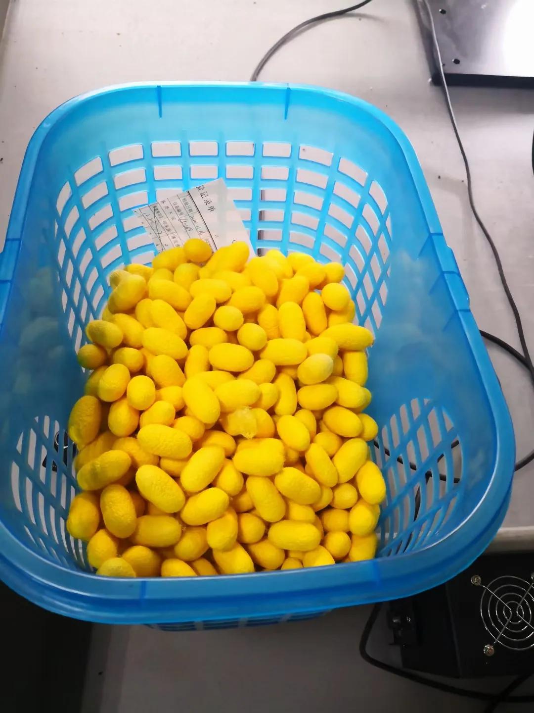 金蚕金丝,金丝蚕和白丝