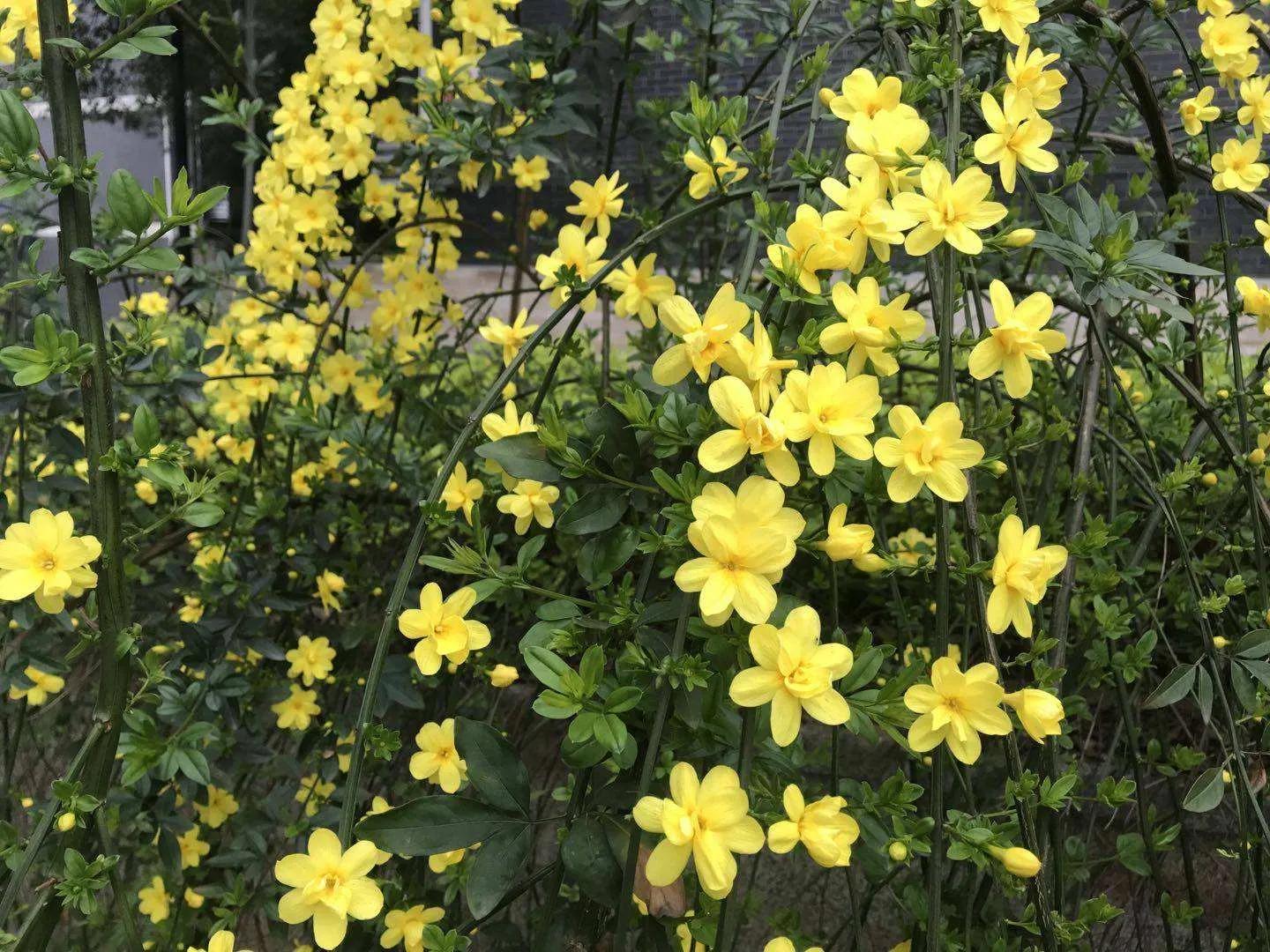 春天的美文,经典优美散文迎春