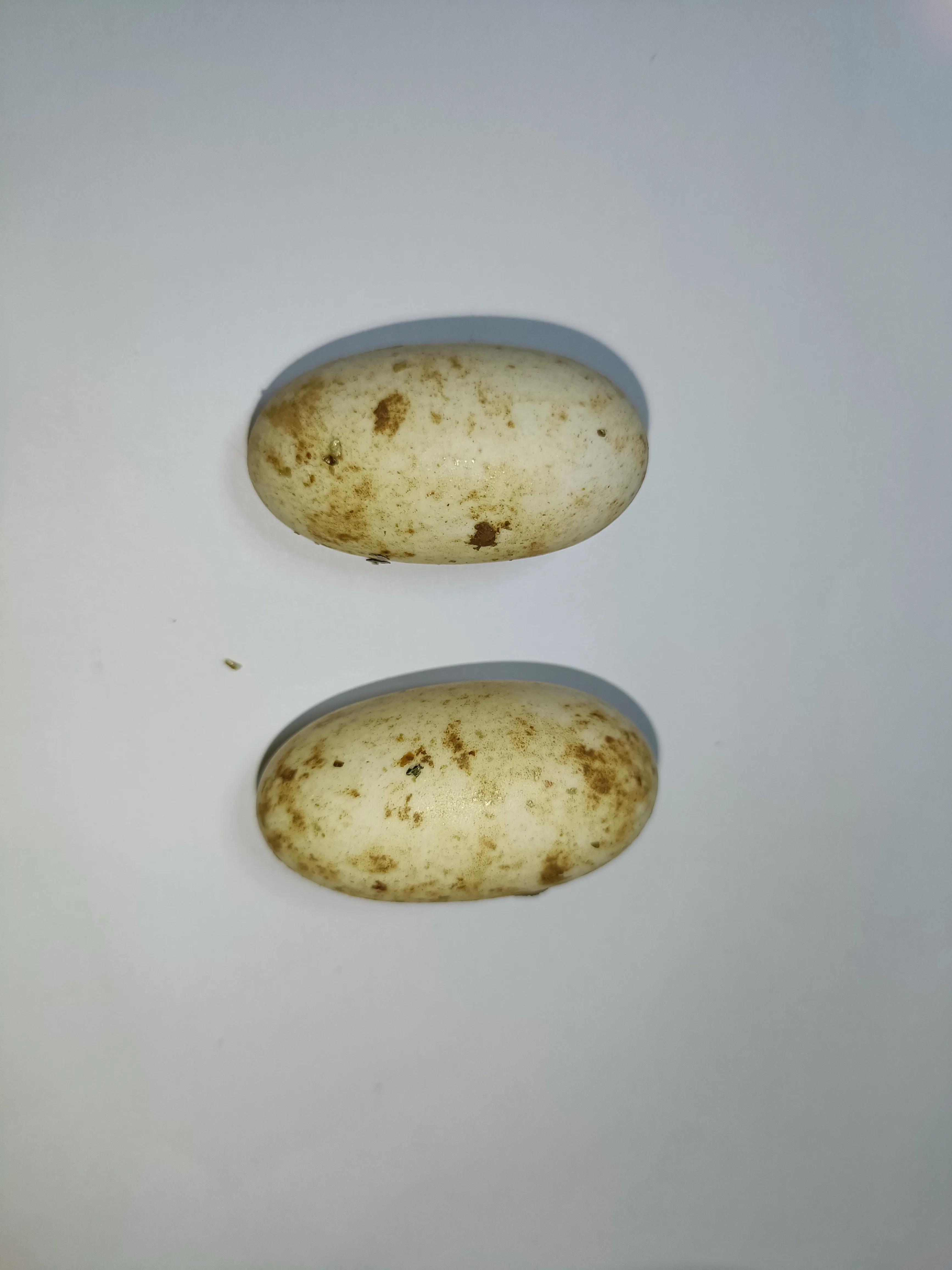 沙子孵化乌龟蛋,乌龟蛋如何孵化方舟