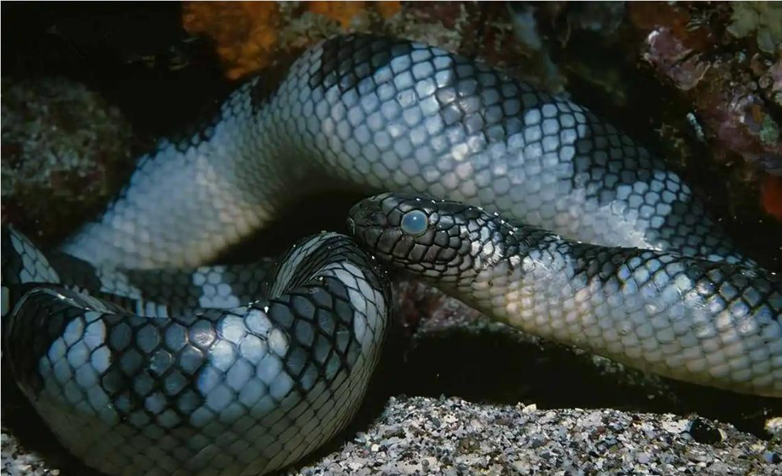 蛇最怕的是雄黄还是牛黄,蛇最怕雄黄的克星