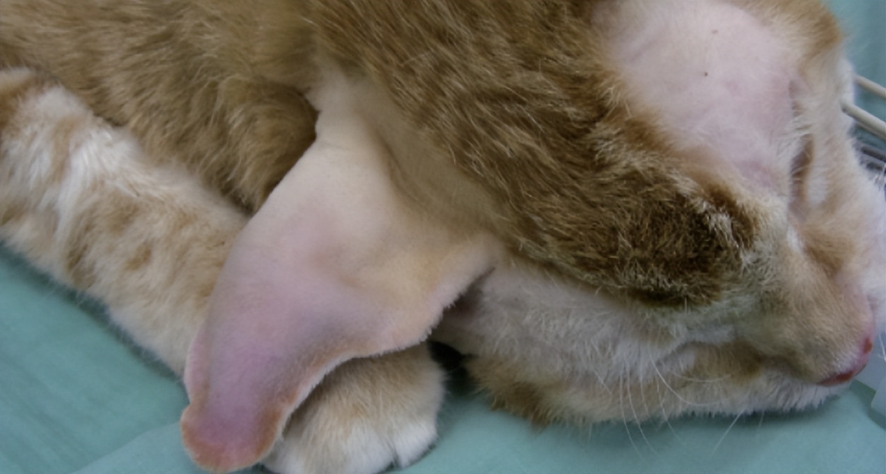 毛孩子脑袋有点发蒙,毛孩耳朵是畸形吗