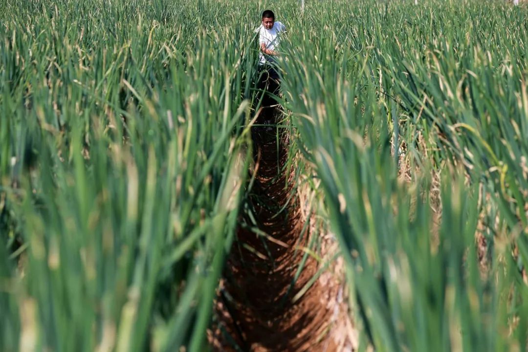 为什么叫山东大葱,为什么大葱用葱白不用葱绿