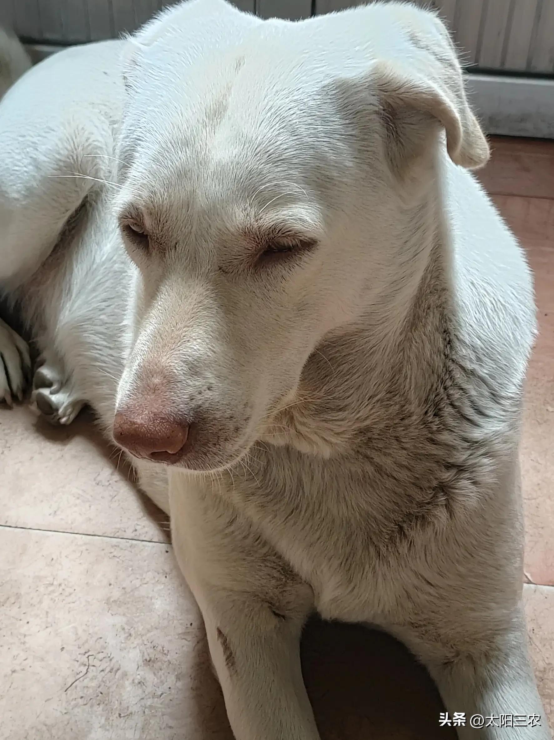 马犬是哪种狗杂交,马犬杂交土狗有什么特征