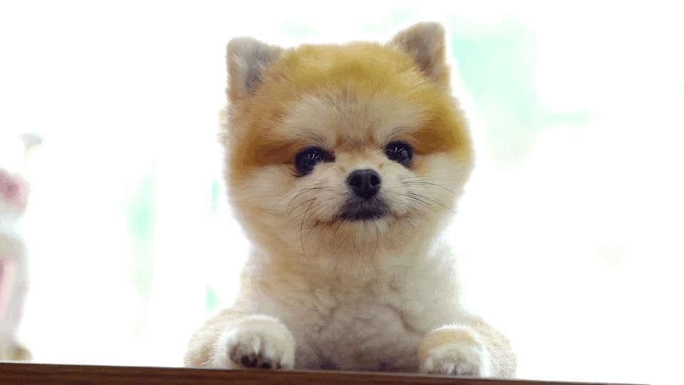 深圳探访宠物店,深圳最好的宠物街