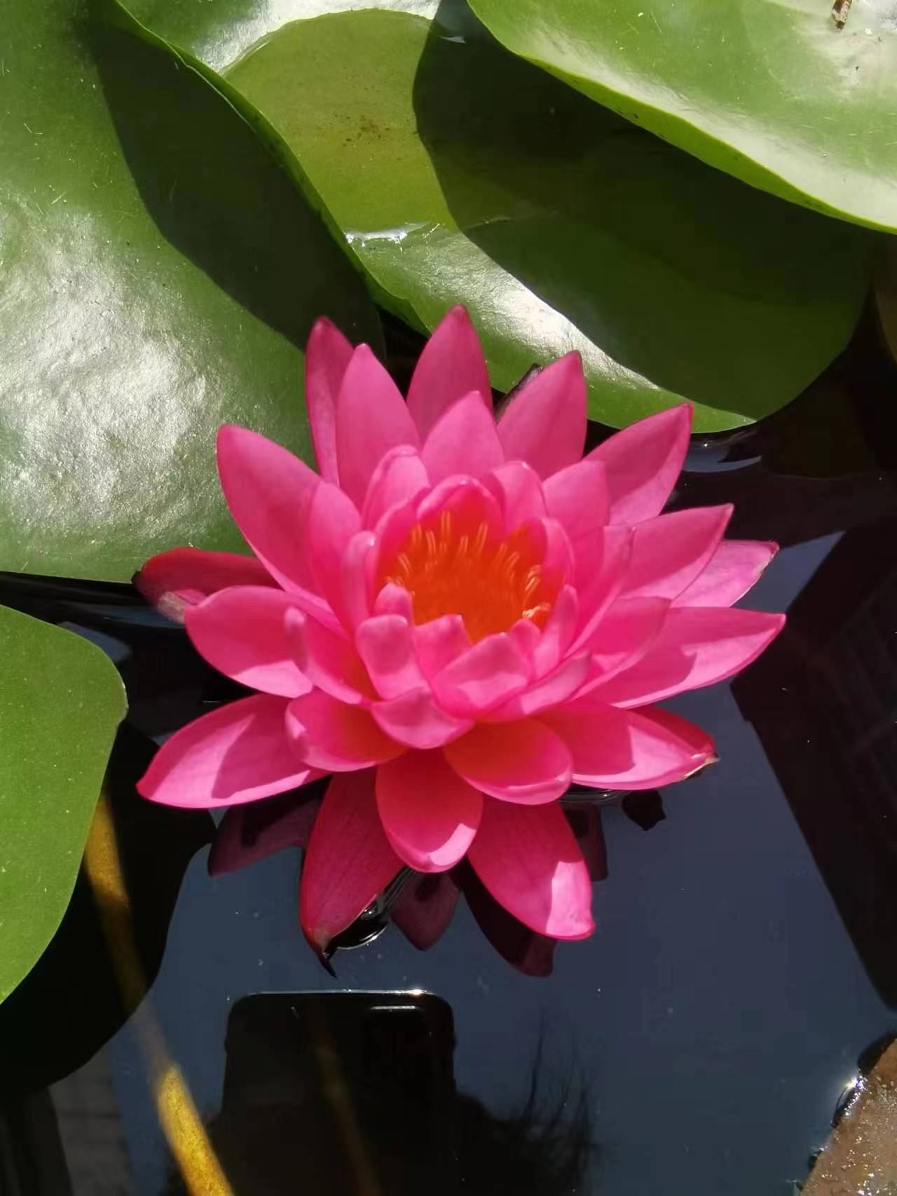 夏日已至赏荷正当时,洛阳赏荷游园