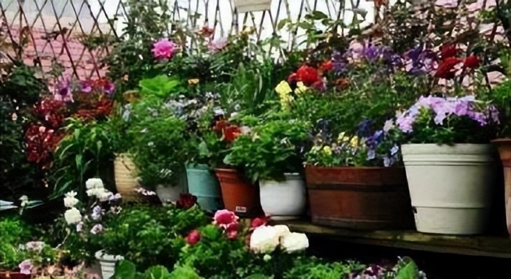 温煦花坊老花农都在用的养花绝招,花农绝不外传的8个养花施肥绝招