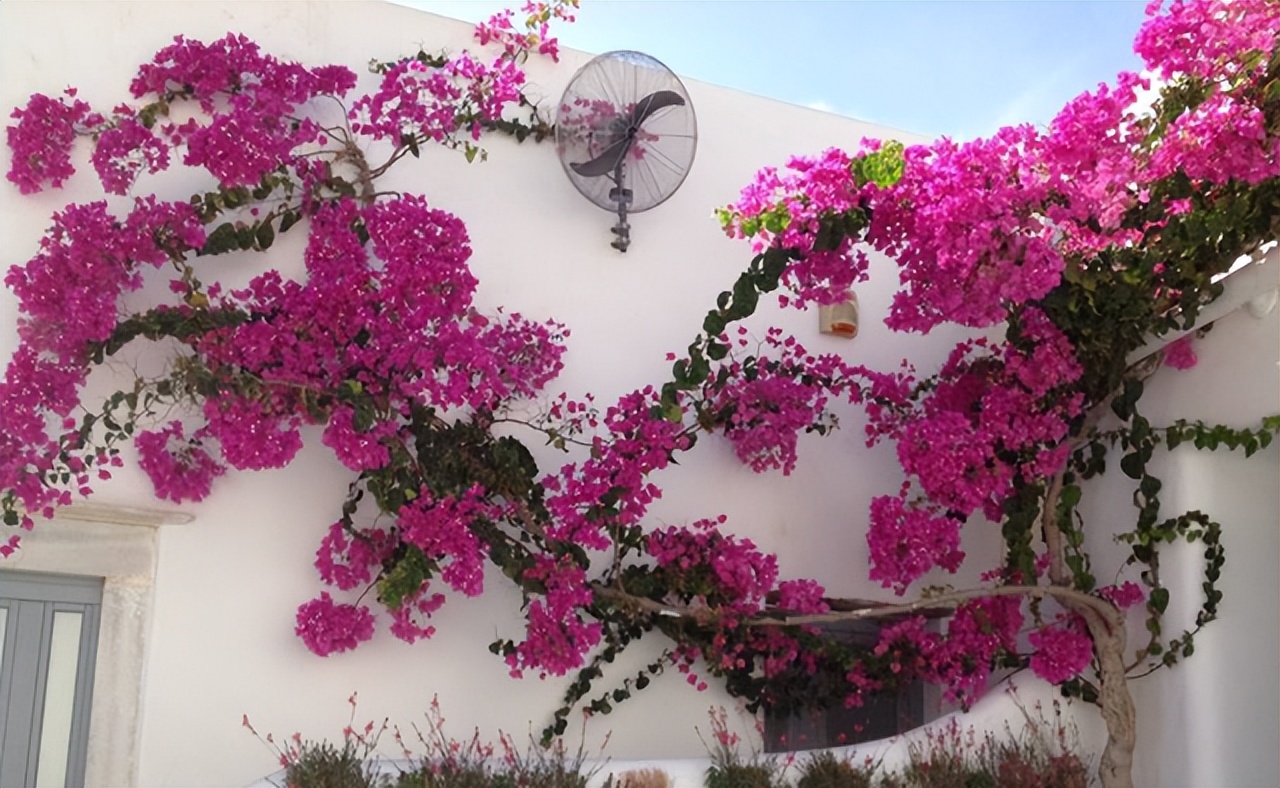 它是“花中劳模”，种植简单，开花量较多，庭院阳台皆可种