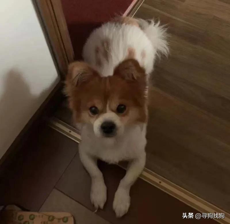 广东中山蝴蝶犬串串领养,附近的蝴蝶犬串串出售