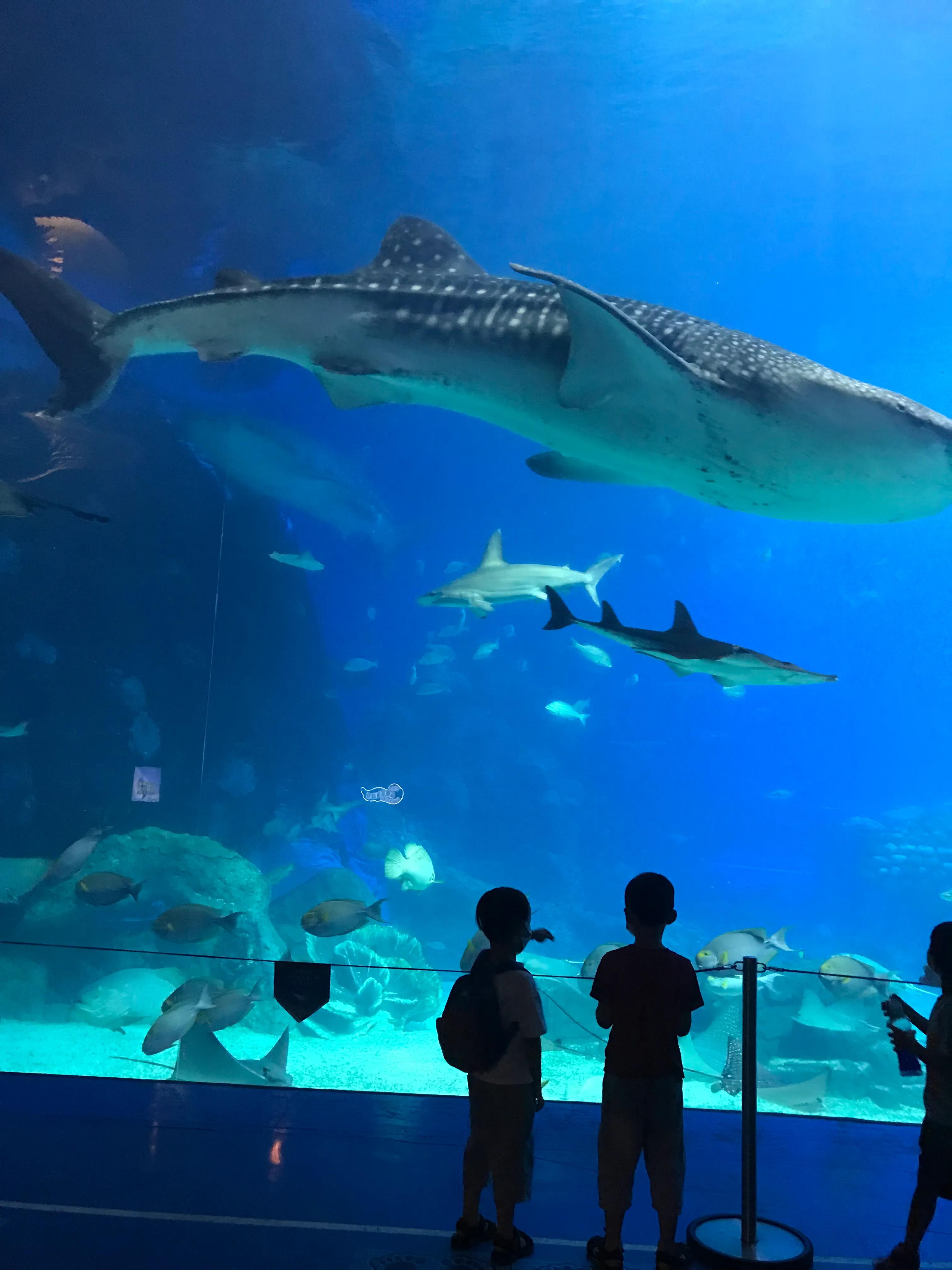 珠海长隆海洋王国最值得玩的,珠海长隆海洋王国游玩攻略吃住