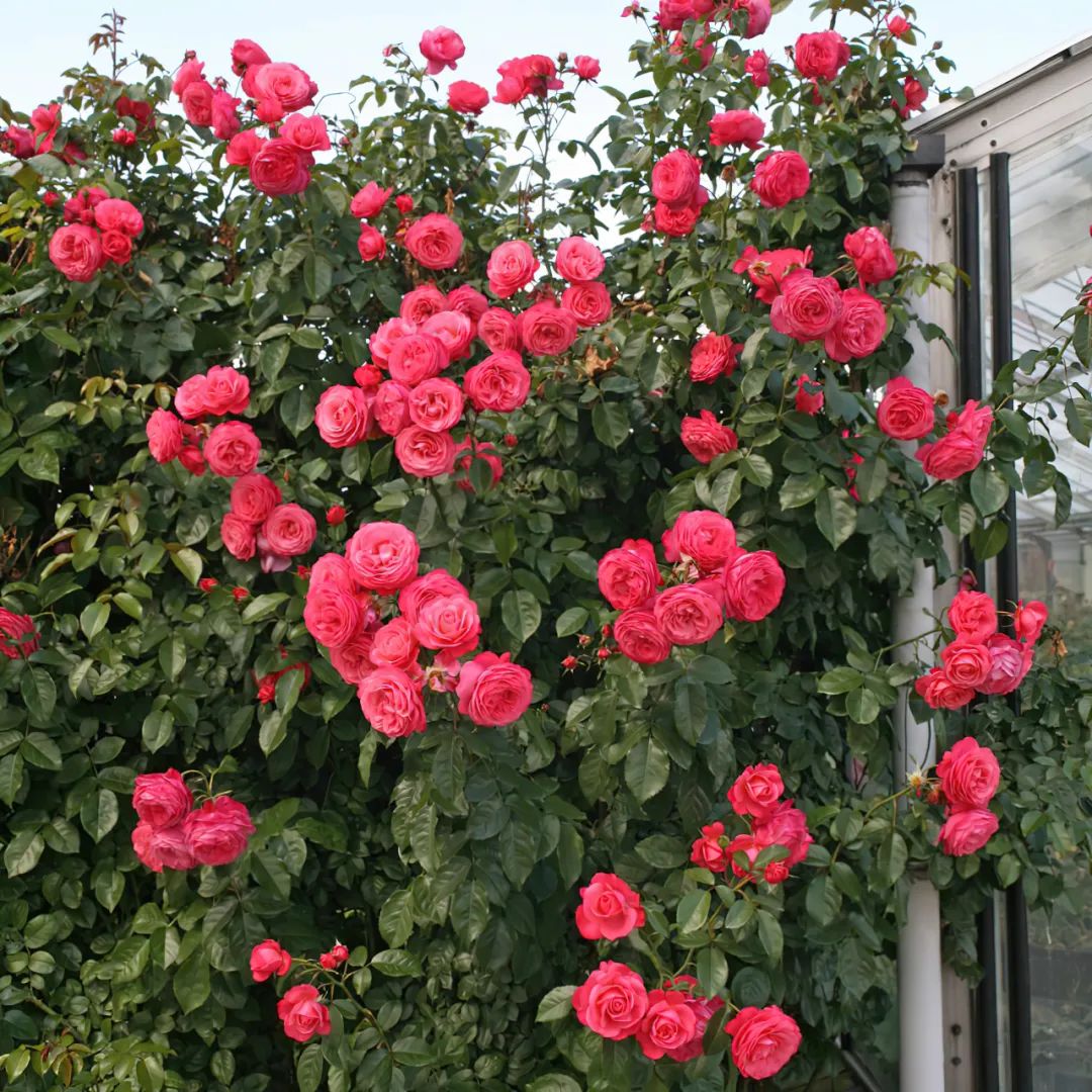 比较鲜又好养的月季品种,最值得养的大花浓香月季品种