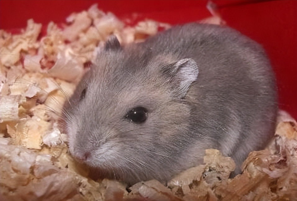 米熊仓鼠新手好养吗,新手怎么养仓鼠教程