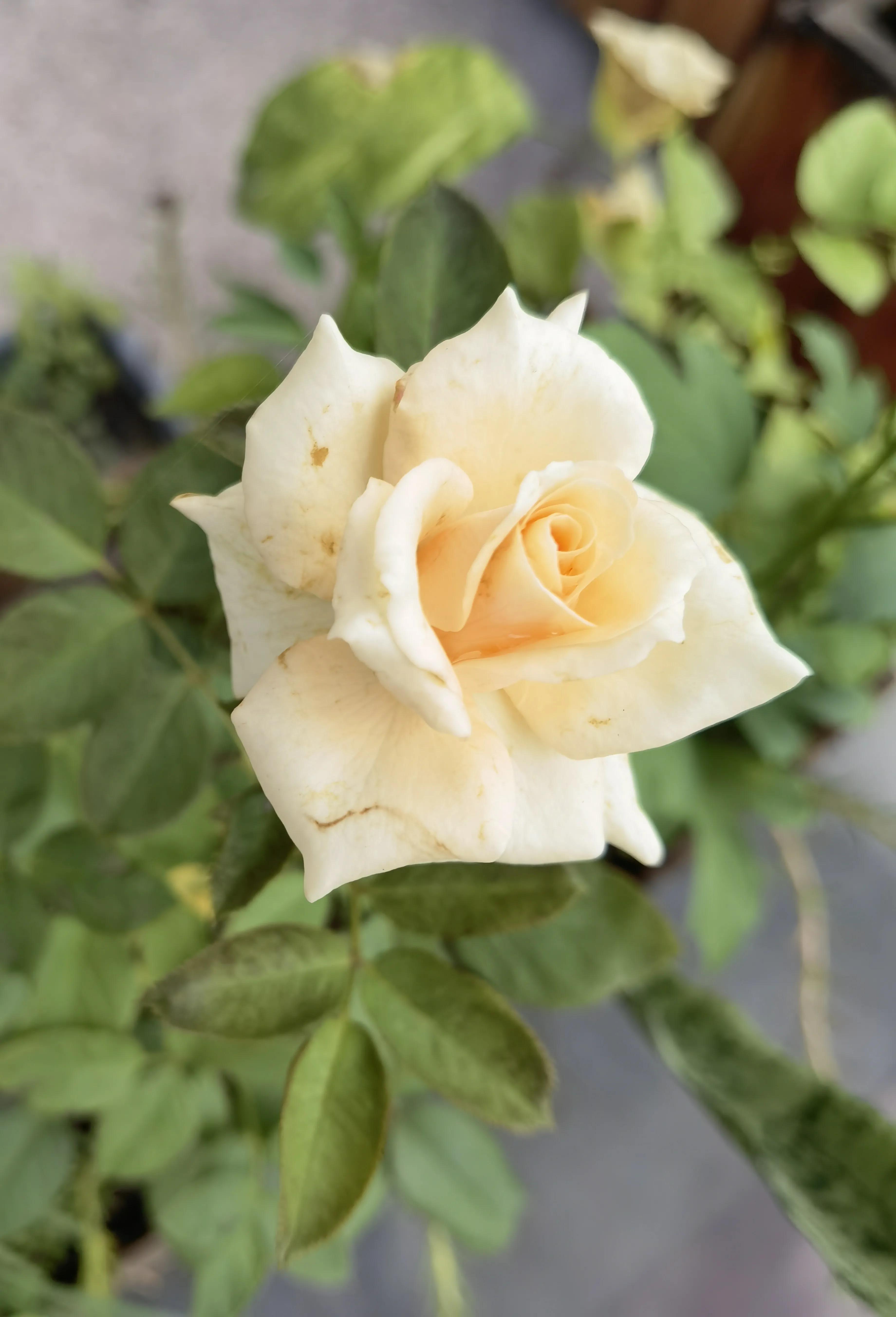 结石的痛苦有谁懂,结石的痛怎么缓解