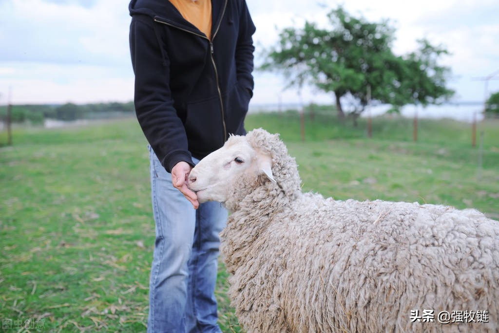羊偷吃玉米多了怎么治疗,羊偷吃饲料胀气