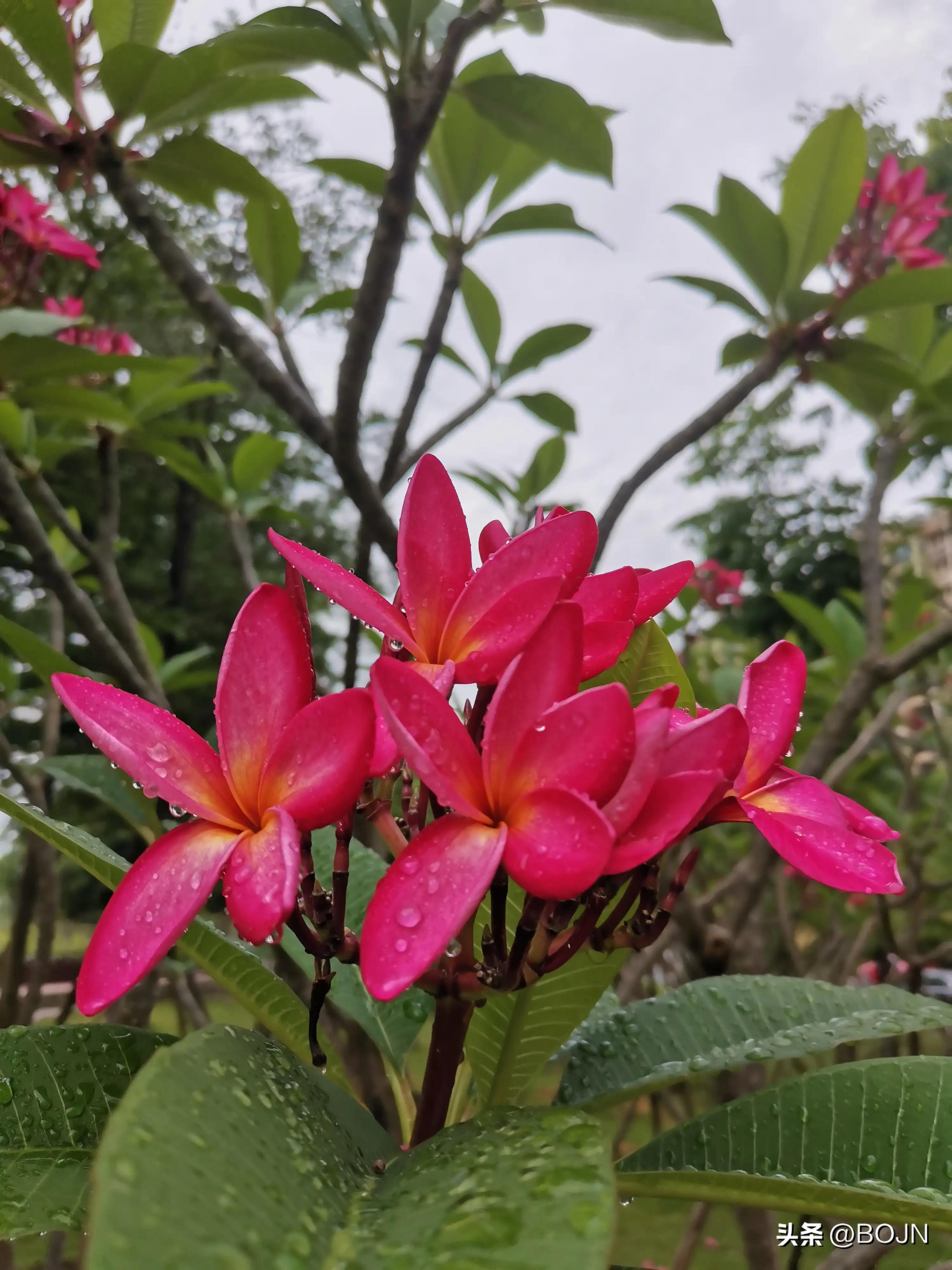 你能认出几种花来,大家能猜出什么花