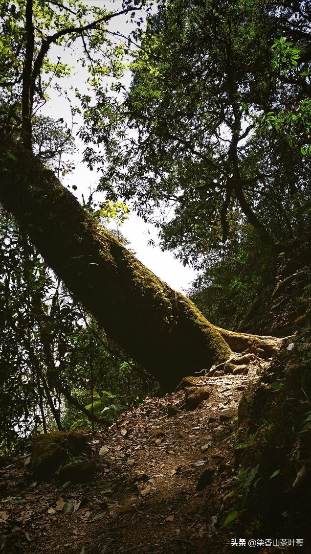 野生茶适合做什么茶,野生茶叶好喝吗