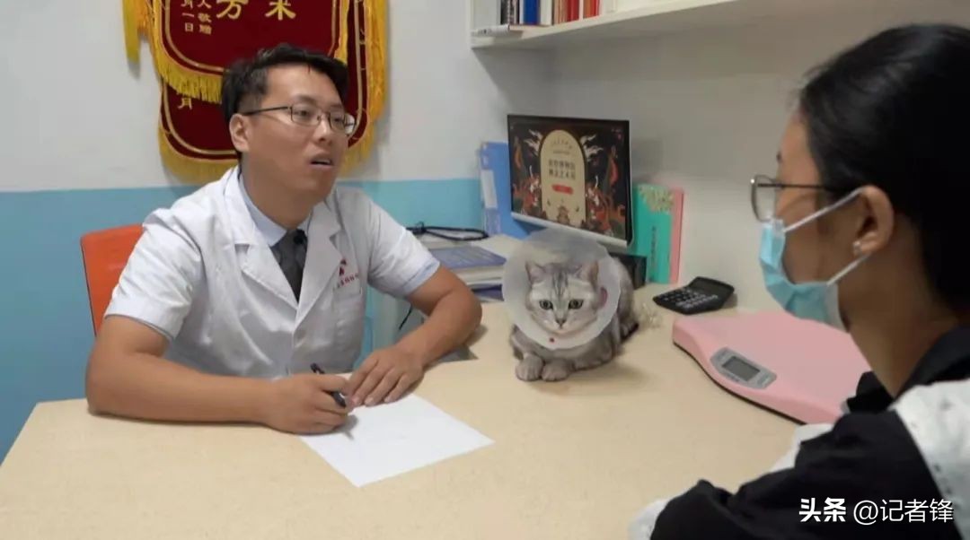 宠物医院盈利模式有哪些,宠物医院赚钱到底有多好赚