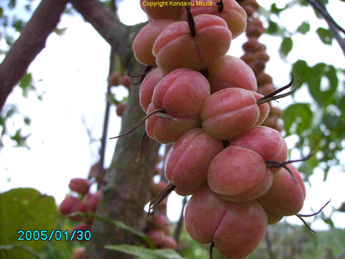 “藤黄果”、“猴果”…近20种你不知道的非洲雄鹰喀麦隆水果