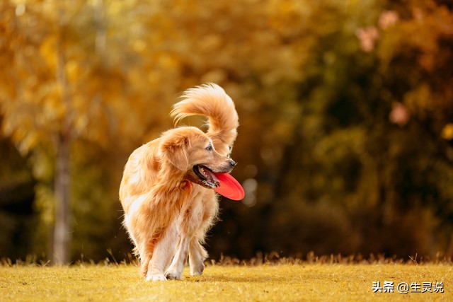 给狗狗打疫苗不小心扎手了有事吗,小狗打完疫苗有什么反应注意哪些